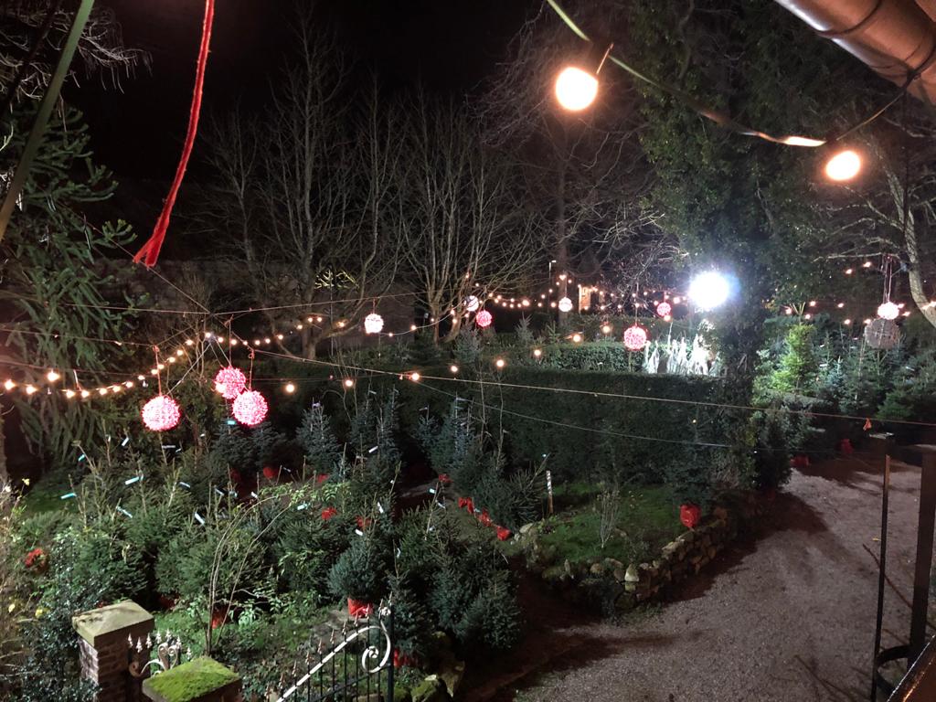 Eko kerstbomen