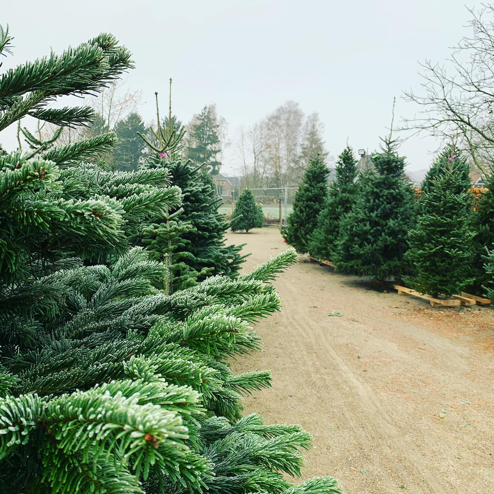 Maas kerstbomen Bladel