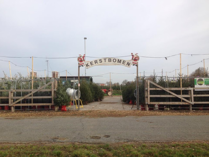 Moed Kerstbomen